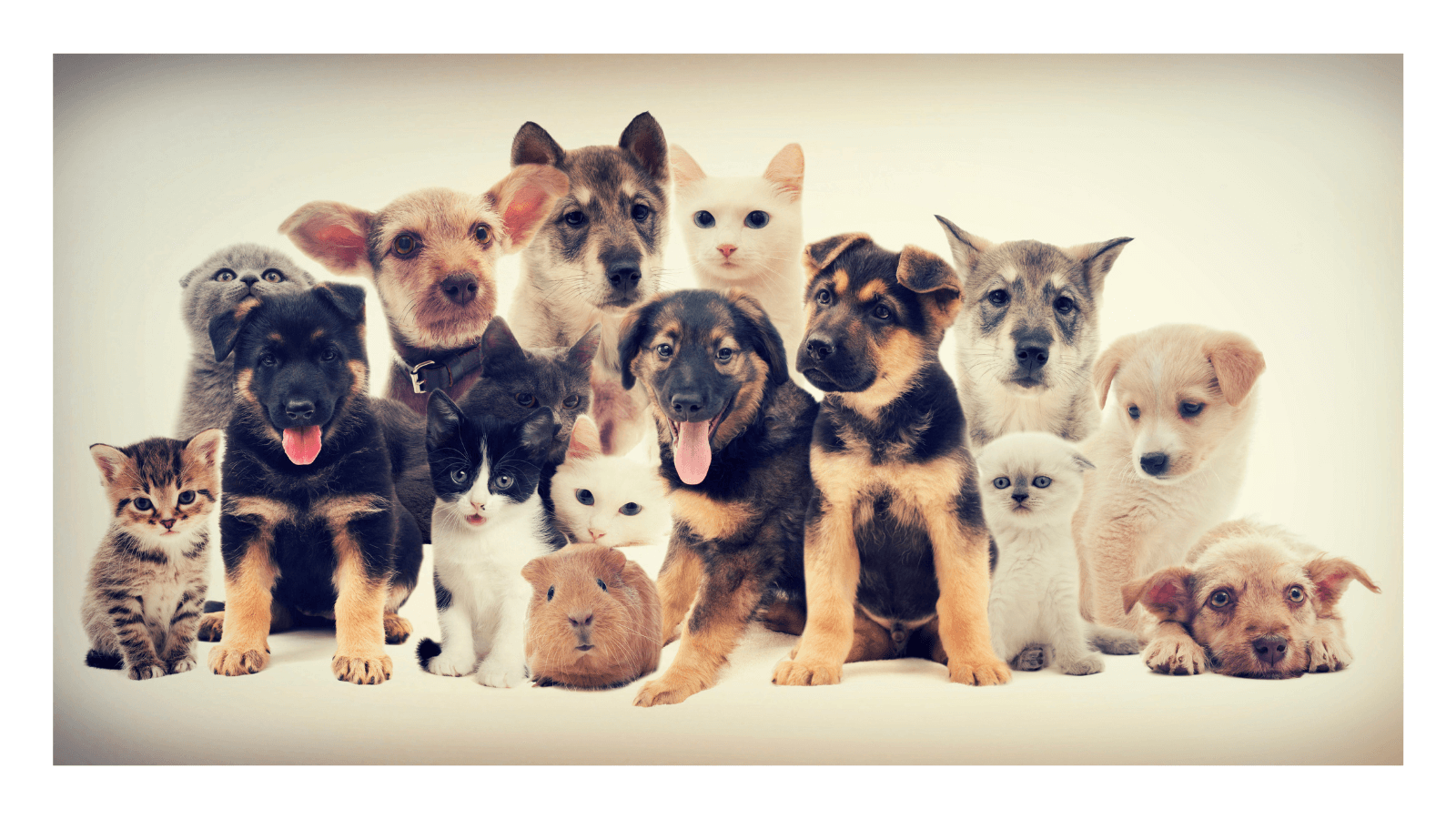 Pets in rental properties Wills & Smerdon Estate Agents in Ripley