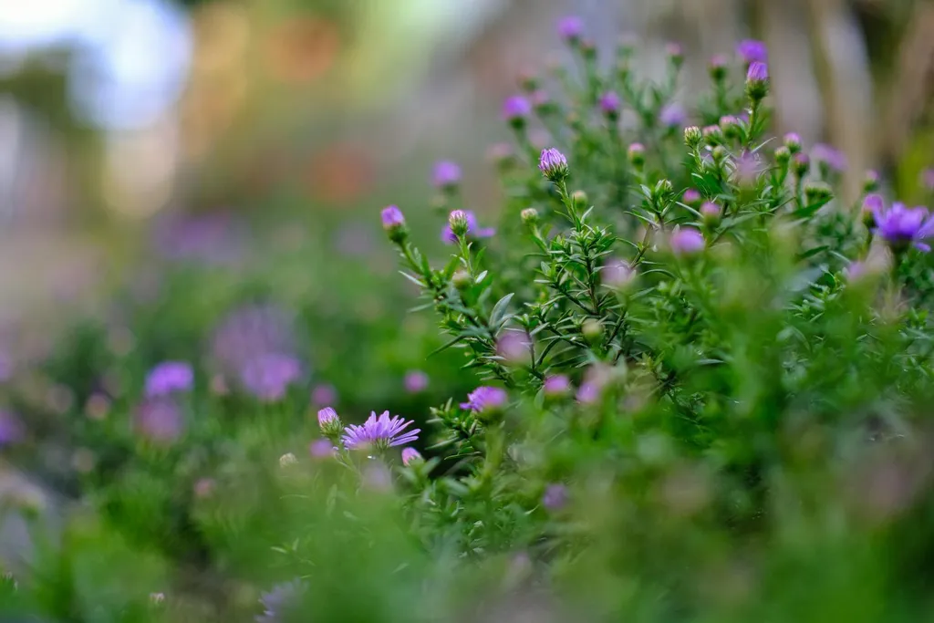 Hamptons to sponsor a garden sanctuary at the 2022 RHS Chelsea Flower Show
