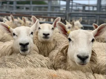 Sidbury Fair - Annual Sale of Store Lambs
