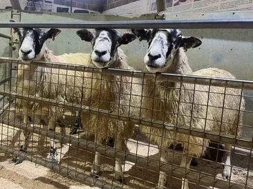 South Molton Market Report: Thursday 24th October 2024