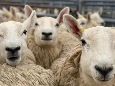 South Molton Market Report 5th December 2024