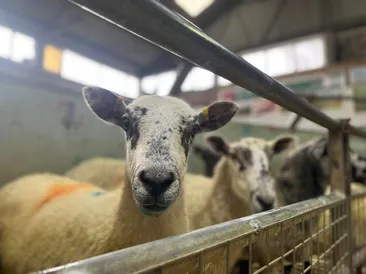 Weekly Sale of Prime Lambs & Cull Sheep/Rams