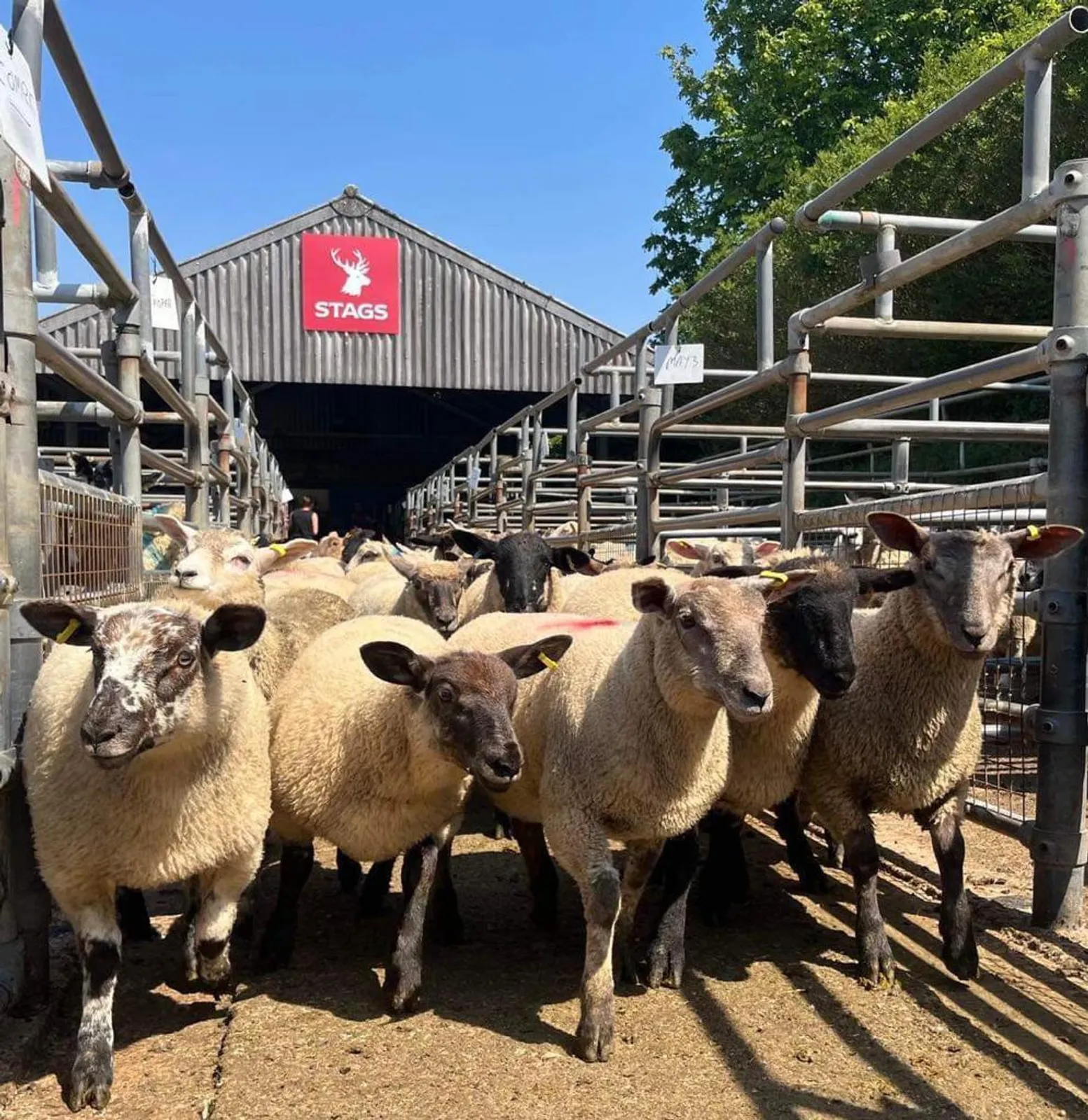 South Molton Market Report 4th July 2025