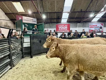 November Cattle & Sheep Fair
