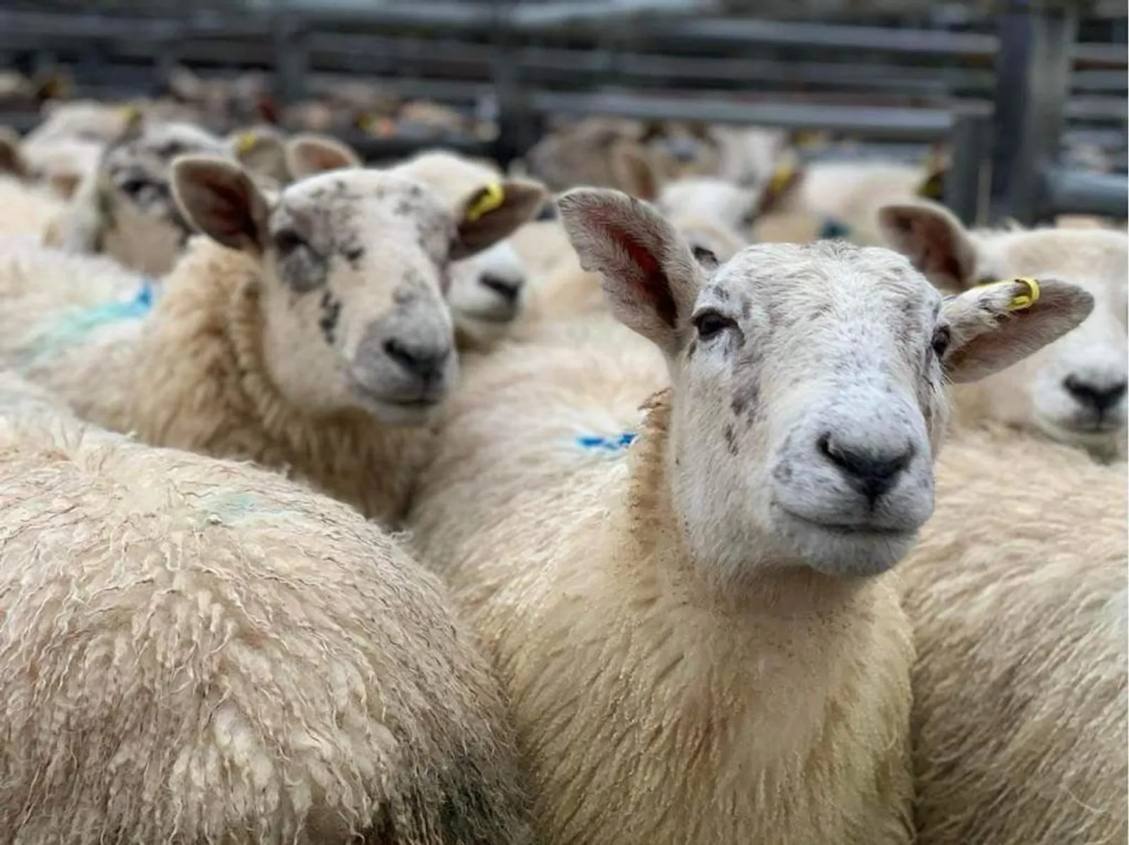South Molton Market Report 4th December 2025