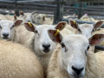 South Molton Market Report 5th February 2026