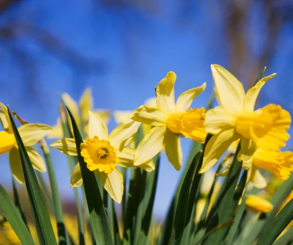 Pril Spring Spring Selling Tips | Peter Alan Estate and Letting Agent