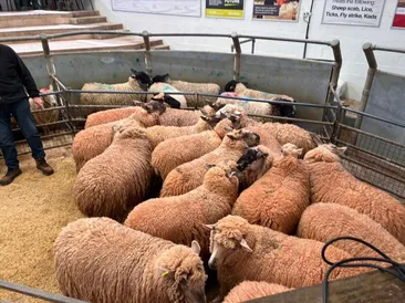 South Molton Market Report 21st May 2026