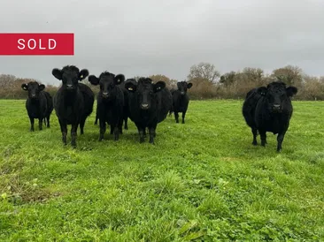 10 Pedigree In-Calf Dexter Cows 