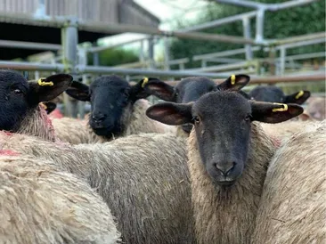 Weekly Sale of Prime Lambs & Cull Ewes/Rams