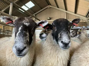 Weekly Sale of Prime Lambs & Cull Ewes/Rams