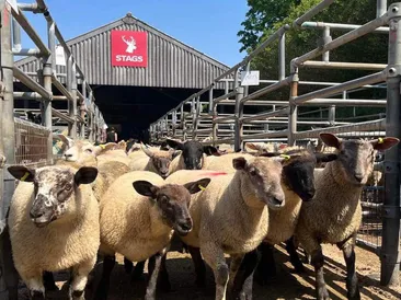 South Molton Market Report 2nd July 2026