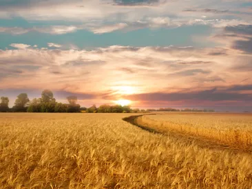 Sale Of 57 Acres Of Winter Wheat Standing Straw