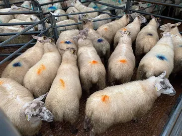 South Molton Market Report 30th July 2026