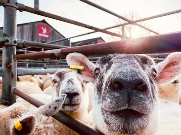Weekly Sale of Prime Lambs & Cull Ewes/Rams