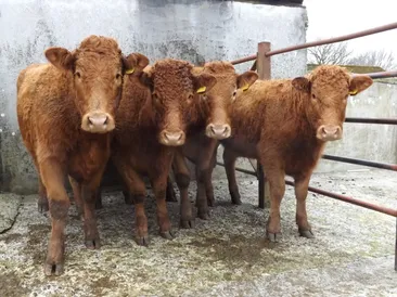 August Cattle & Sheep Fair 2026