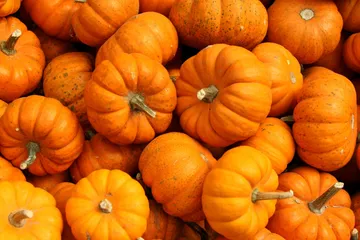 The Best Pumpkin Patches in South Wales This Autumn