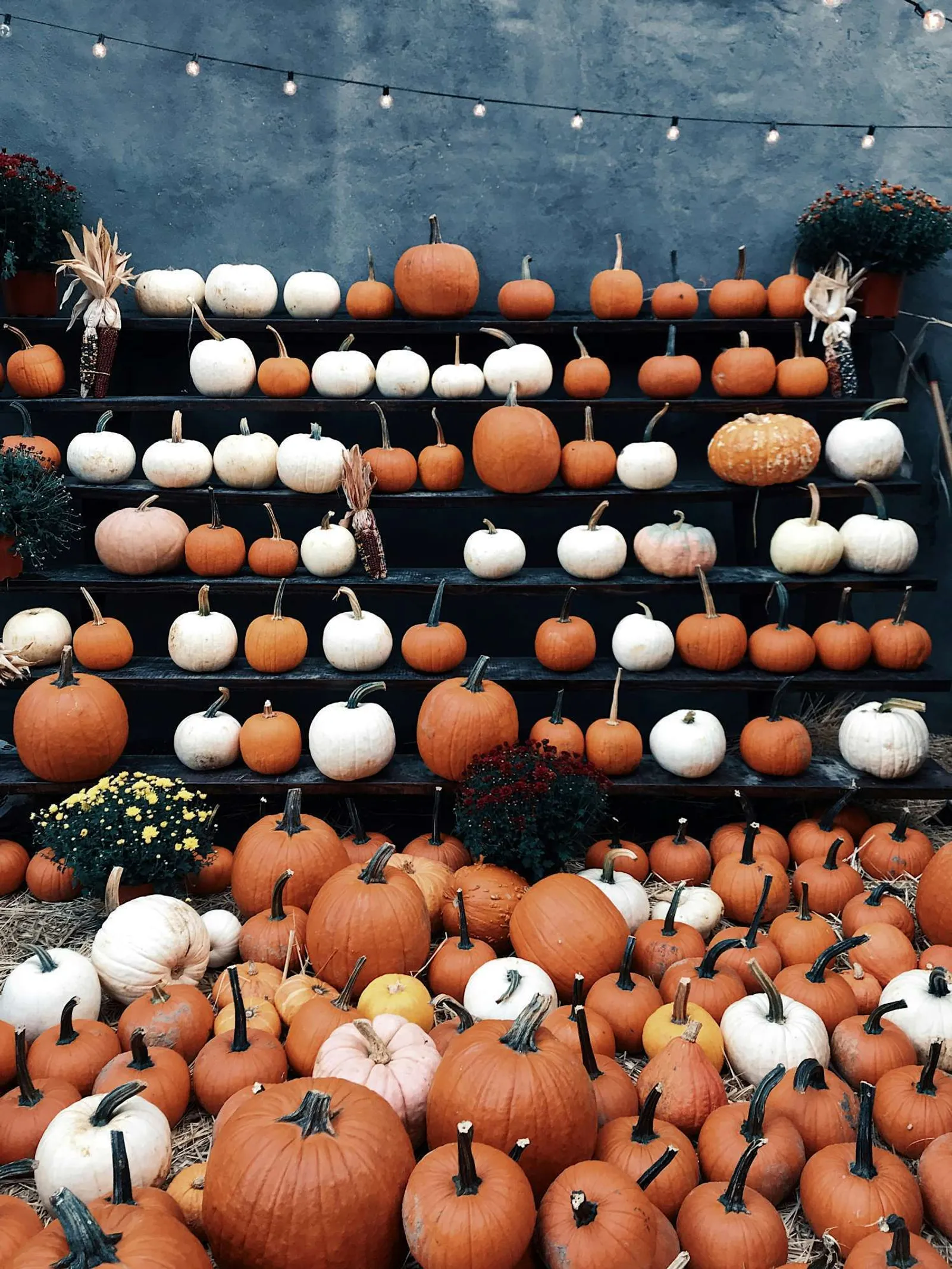 What’s On in Wolverhampton This Half-Term and Halloween 2026